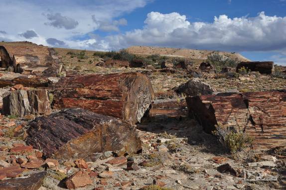 Restos de antigas araucárias com 150 milhões de anos transformadas em pedra uma erupção vulcânica, no Monumento Natural Bosques Petrificados, região de Caleta Olivia, no sul da Argentina